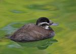 Ente mit Breitschnabel