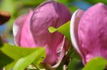 Magnolienblüte und Fliege