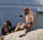 Affe beim Mittagessen