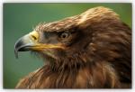 Steppenbussard 1