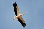 Storch