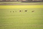 Rehe im Feld