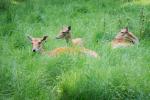 3rehe