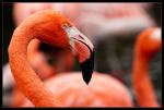 Chileflamingo Portrait