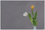 tulipa -4-
