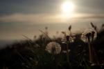 Pusteblumen im Sonnenuntergang