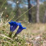 Enzian mit Bokeh