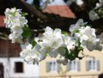 Apfelblüte mit Bokeh