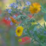 Blumen mit Bokeh