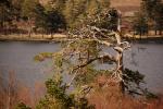 Schottland - Rannoch Moor