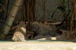 Leopardenbabies