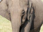 Elefant II