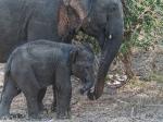 Babyelefant mit Mutter