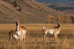 Pronghorn Antilopen