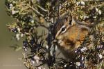 Hörnchen in der Morgensonne