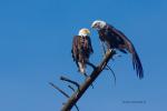 Weißkopfseeadler 2