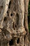 Valldemossa, alter Baum