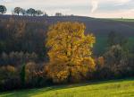 Beispielfoto Landschaft mit dem Loxia 85mm/2,4: Tal mit Eiche im Gegenlicht