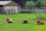 Highland Cattle