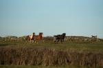 Pferde auf dem Weg zum Leuchttum von Southstack