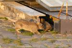 Hase auf der Baustelle