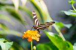 Jardins des Papillons