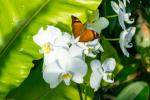 Jardins des Papillons