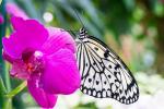 Jardins des Papillons