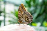 Jardins des Papillons