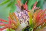 Protea