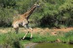 Erschrockene Giraffe