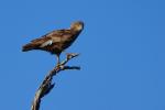 Schwarzbauch Schlangenadler