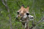 Giraffe beim Nachmittagssnack