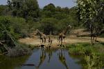 Giraffenfamilie mit Hippo