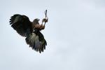 Greifvogel Spezial - Harris Hawk