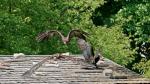 Flugschau im Berliner Tierpark