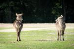 Zoo Arnheim