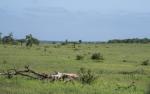 Kruger Nationalpark