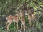 Impalas