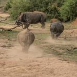 Makutsi Rhino Safari