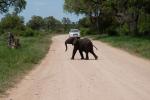 Krüger-Park Elefant wer hat Vorfahrt