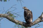 Schreiseeadler jung