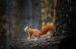 Neulich im Wald