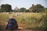 Rinder hüten in Bagan