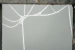 Spinnennetzreste