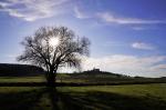 Baum und Ronneburg