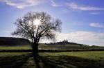 Baum und Ronneburg