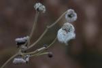 Samenstand Anemone