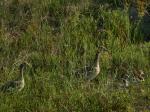 Nilgänse