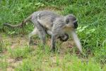 Grüne Meerkatze mit Baby